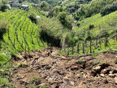 Coldiretti Massa Carrara: vendemmia bella e fortunata, il 10 per cento in più di vino e tra i filari eroici del Candia doc sta sbocciando una nuova generazione