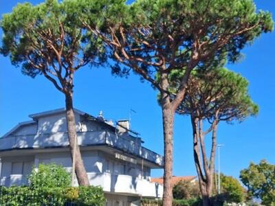 Possibile abbattimento di pini a Marina di Massa