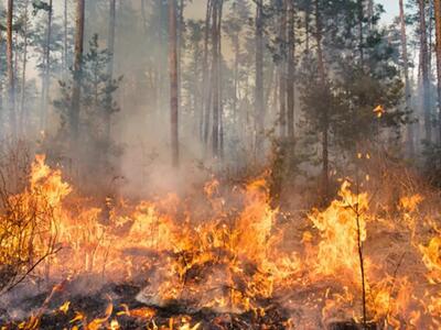Incendio devasta cinquemila metri quadrati di boschi a Comano