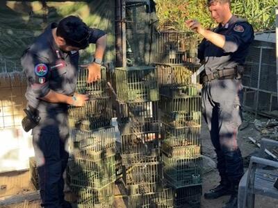 Sequestrate a Massa reti da uccellagione e oltre 240 uccelli detenuti illegalmente nell’ambito della campagna di controlli antibracconaggio “Kevin”