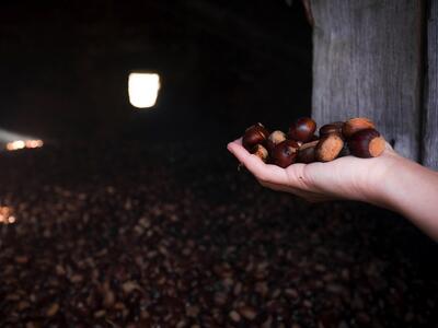 Sarà Filattiera la sede dell’Incontro Nazionale della Rete dei Castanicoltori Slow Food