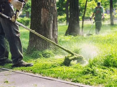 Gestione del verde urbano a Carrara  e non solo: l'analisi di Marco Dinetti responsabile ecologia urbana Lipu