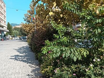 Largo Matteotti a Massa: il degrado nascosto tra la vegetazione incolta: la segnalazione di FdI Massa
