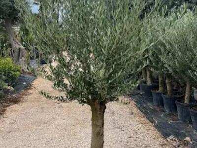 Massa In Fiore -Coldiretti:  ulivo della non violenza in ricordo di Bongiorni. La consegna domenica 19 aprile alle 16