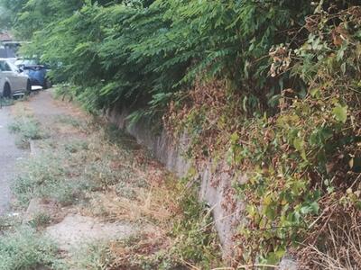 Via Casalina ad Avenza invasa dalla vegetazione: la segnalazione di Avenza Si R-Esiste