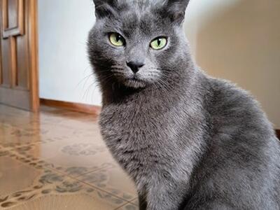 Smarrito un gatto grigio a Turano: l'appello dei proprietari per ritrovarlo