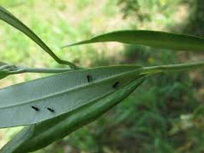 Coldiretti Massa Carrara: battaglia per contrastare la cecidomia, incontro a Fosdinovo con tecnici regione per verificare lo stato dell'arte