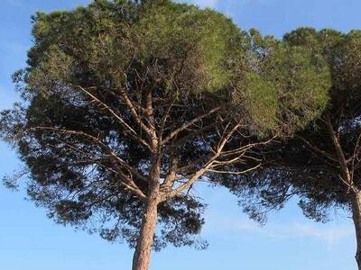 Alberi abbattuti per motivi di sicurezza: le piante hanno un ciclo vitale e possono diventare pericolose dicono da Italia Nostra Massa Montignoso