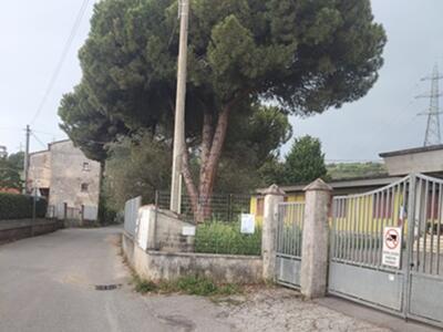 Il consigliere Pd di Massa Alberti presenta un’interpellanza sulla manutenzione del verde, sulle verifiche fitostatiche (VTA) e sulla sicurezza della viabilità presso la Scuola dell'Infanzia "Candia"