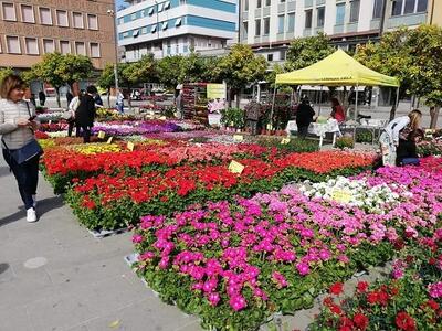 Massa in Fiore: in piazza Aranci confermata la mostra mercato di fiori e piante, edizione in ricordo di Giacomo. "il suo" ulivo sarà messaggio di non violenza