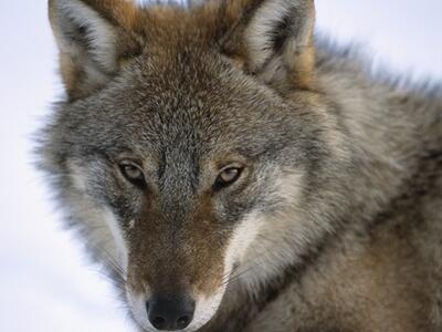 Coldiretti Massa Carrara: il lupo non è più una specie intoccabile
