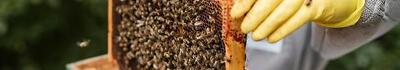 Coldiretti Massa Carrara: nuovo corso per diventare apicoltori
