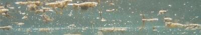 Marina di Massa: rilevata la presenza dell’alga tossica Ostreopsis Ovata ma in concentrazioni non dannose per le persone
