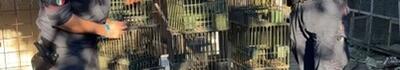 Sequestrate a Massa reti da uccellagione e oltre 240 uccelli detenuti illegalmente nell’ambito della campagna di controlli antibracconaggio “Kevin”