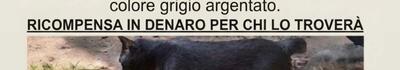 Ricerca gatto scomparso a Turano, Massa