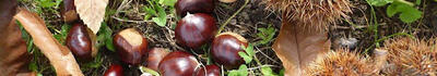 10 milioni di euro per i castagneti: Il governo rilancia la castanicoltura, comparto strategico per le aree interne