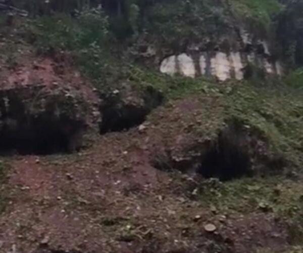 Tagliati, a Miseglia, alberi anche  in terreni privati per un costo di 46 mila euro:  la critica del consigliere Bernardi