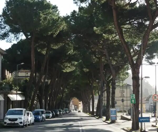 Presentato il nuovo Regolamento del verde pubblico e privato nella commissione congiunta Ambiente e Lavori pubblici del comune di Carrara