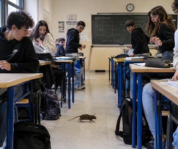 Topi in classe all'Itis Galilei di Avenza: "Problema che esiste da mesi e che non si risolve con le derattizzazioni. Chiesto intervento della Provincia" spiega il dirigente Antonio Giusa