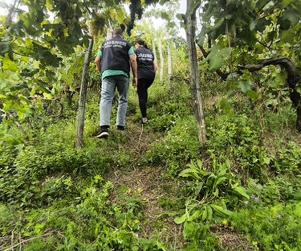 Operazione Vendemmia: i carabinieri del Nil di Massa Carrara contrastano il lavoro irregolare nel settore agricolo