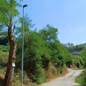 lampioni ficola