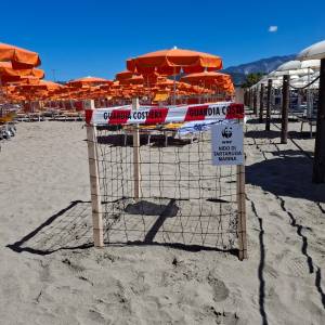 Comunicato stampa del 29.07.2025 - Ritrovamento nido di tartarughe marine (1)