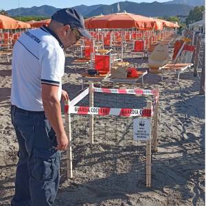 Comunicato stampa del 29.07.2025 - Ritrovamento nido di tartarughe marine (2)