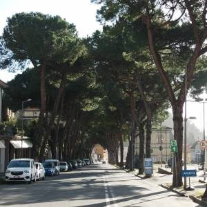 carrara-salita-san-ceccardo-alberata-di-pini-prima-del-taglio