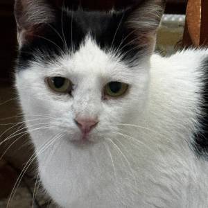 Gatto viale Zaccagna 2