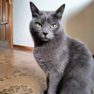 Gatto Camillo 2